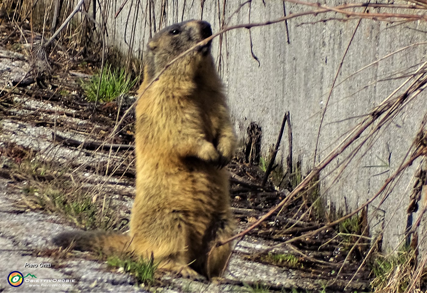 04 Le marmotte si godono il sole primaverile.JPG